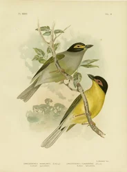 Southern Sphecotheres Or Australasian Figbird